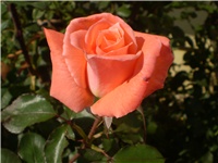 5274884b-Picture 6536.jpg